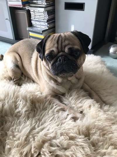 Dein Hund im Dogorama-Kalender 2021-Beitrag-Bild