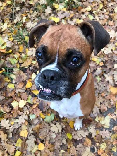 Dein Hund im Dogorama-Kalender 2021-Beitrag-Bild