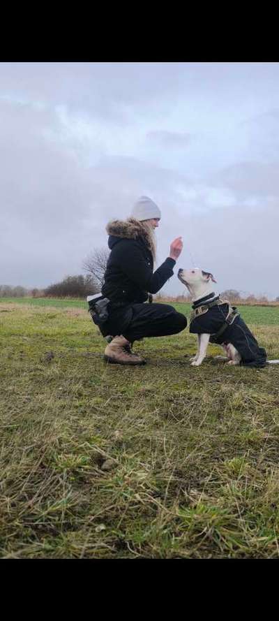 Hundetreffen-Hundebegegnungen üben & allgemein Training zusammen☺️-Bild