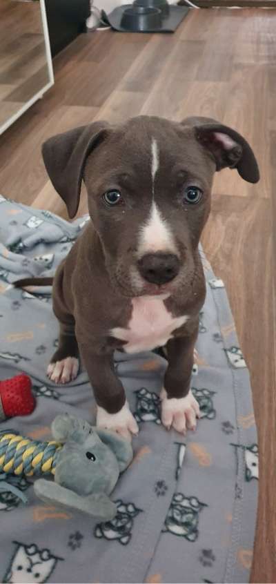 Welpen Bilder !-Beitrag-Bild