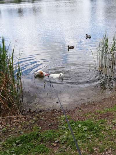 Dogorama-Monats-Challenge-Mai "Wasser"-Beitrag-Bild