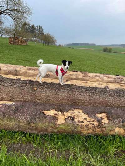 Hundetreffen-Kleinhundetreff-Bild