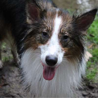 Hundetreffen-Bei Wind und Wetter-Bild