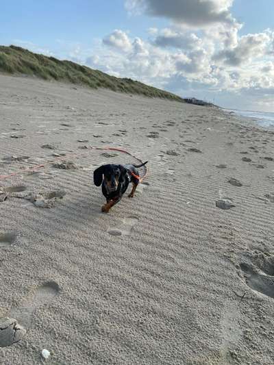 Hundetreffen-Spielfreunde und gemeinsame Spaziergänge-Bild