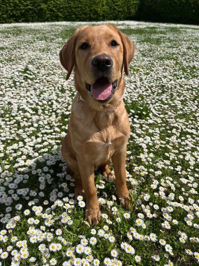 Hundetreffen-Spielfreund/in für Ella gesucht 🐶-Bild