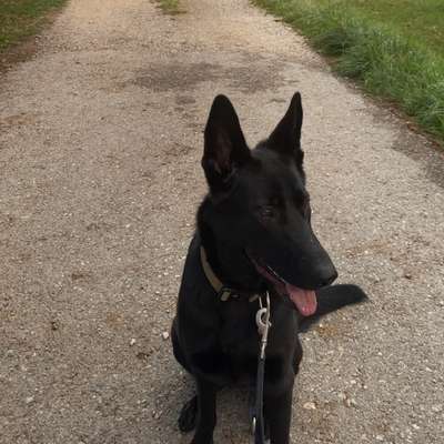 Hundetreffen-Gassi gehen oder spielen-Bild