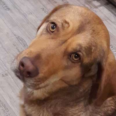 Hundetreffen-Spielkameraden gesucht