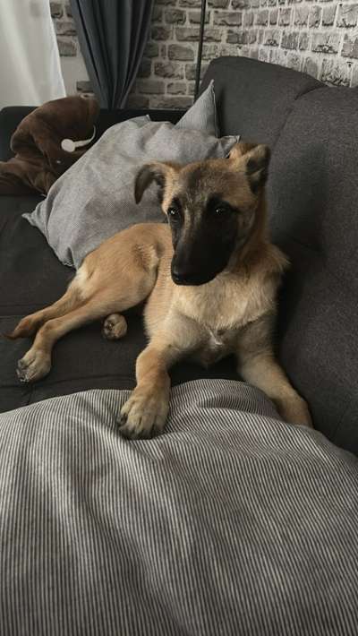 Hundetreffen-Gassi runde in Echterdingen-Bild