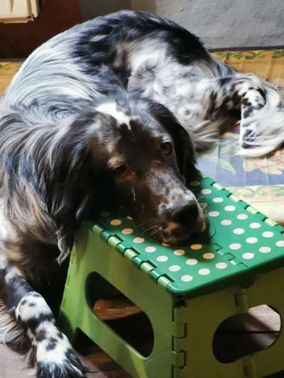 English Setter-Beitrag-Bild