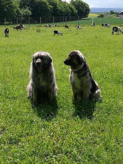 Herdenschutzhunde-Beitrag-Bild