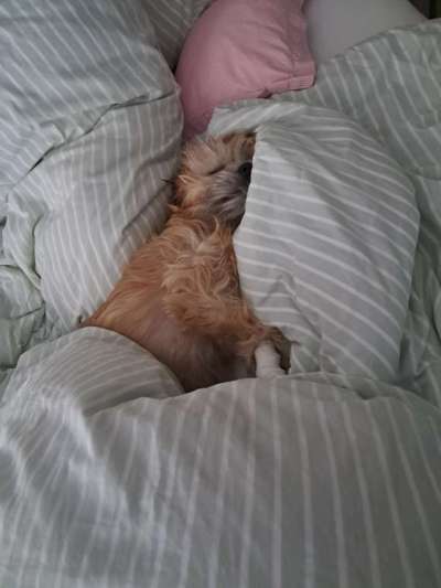 Darf der Hund bei Euch im Bett schlafen?-Beitrag-Bild