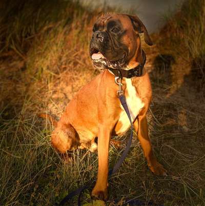 Hundetreffen-Jack der Boxer sucht Spielkameradin-Bild