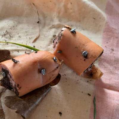 Giftköder-Wurst mit Nägeln-Bild