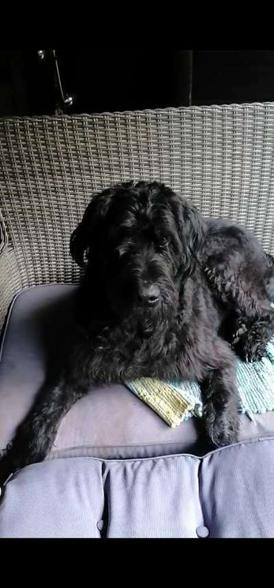 Wo sind die Riesenschnauzer?-Beitrag-Bild