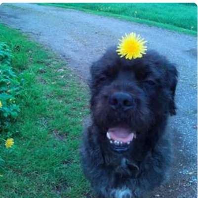 Wo sind die Riesenschnauzer?-Beitrag-Bild