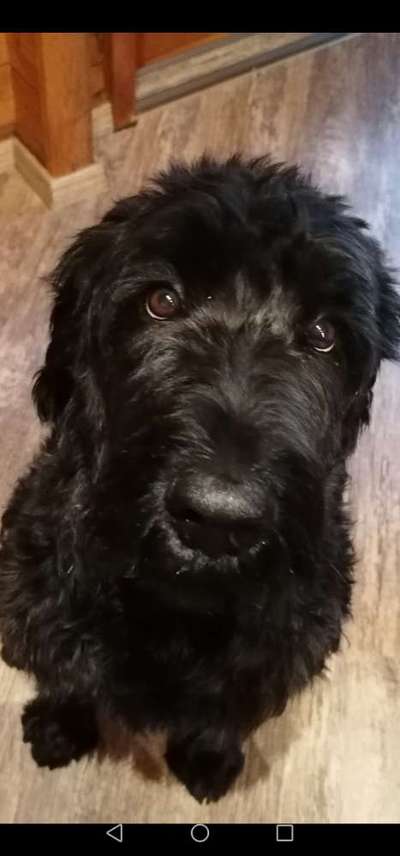 Wo sind die Riesenschnauzer?-Beitrag-Bild