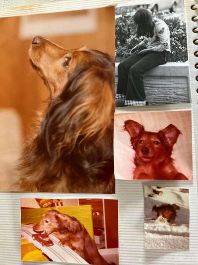 Fotochallenge Nr. 104 : Hommage an deinen ersten Hund-Beitrag-Bild