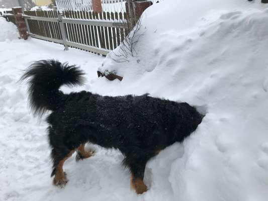 Dogorama Photo Challenge - Winterstimmung-Beitrag-Bild