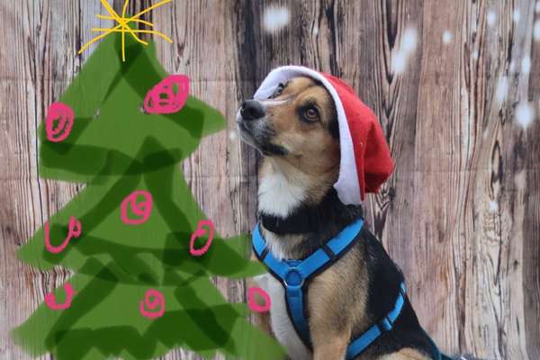 Dogorama Photo Challenge - Weihnachtsbaum-Beitrag-Bild