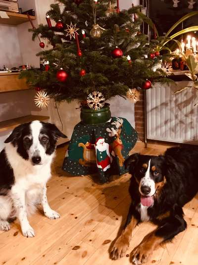 Dogorama Photo Challenge - Weihnachtsbaum-Beitrag-Bild