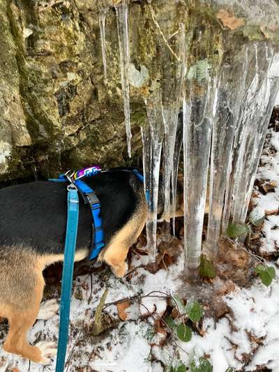 Dogorama Photo Challenge - Winterstimmung-Beitrag-Bild