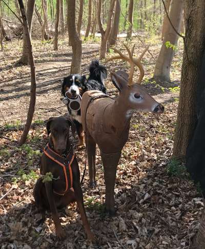 Fotochallenge Nr.105  Glücksmomente-Beitrag-Bild