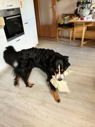 19. Handy - Foto - Challenge-Beitrag-Bild