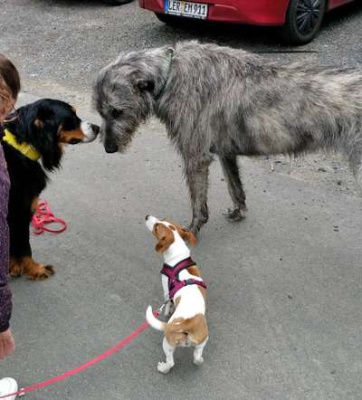 Dogorama Photo Challenge- Der Nase nach-Beitrag-Bild