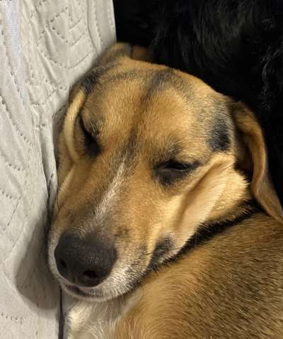 Dogorama Photo Challenge - Portrait-Beitrag-Bild