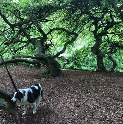 Dogorama Photo Challenge - Märchenwald-Beitrag-Bild