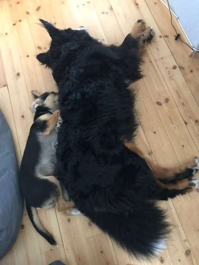 98.Fotochallange  - Hunde zeigen Zuneigung-Beitrag-Bild