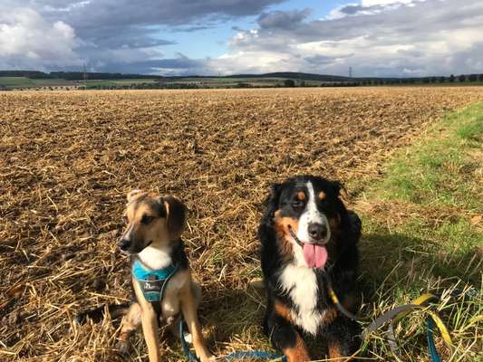 Dogorama Photo Challenge - Die besten Hundebuddys-Beitrag-Bild