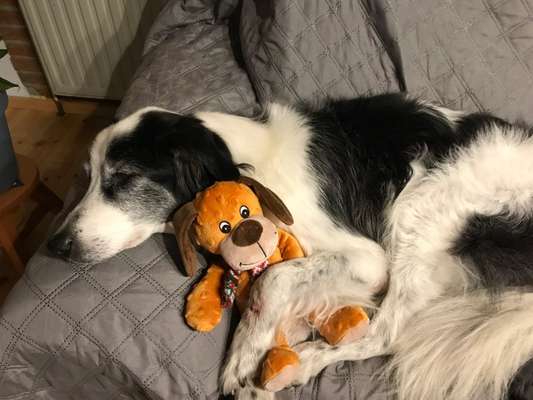 98.Fotochallange  - Hunde zeigen Zuneigung-Beitrag-Bild