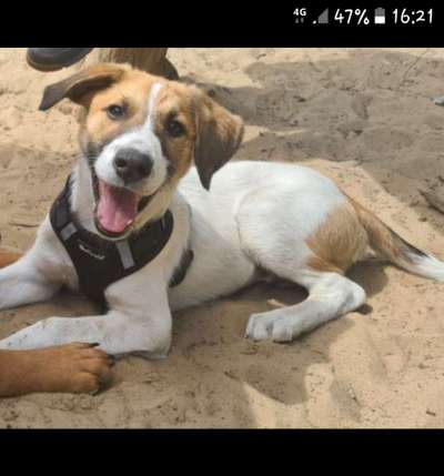 Welche Hunderasse-Beitrag-Bild