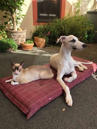 Windhundtreffen - PLZ-Beitrag-Bild