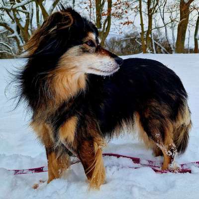 Hundetreffen-Entspannte Gassirunde-Bild