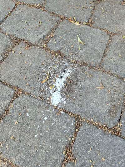 Giftköder-Weißes Pulver, wahrsch. Ameisengift-Bild