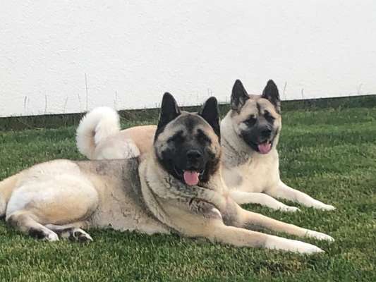 Akita Inu/American Akita (Mix) halter.-Beitrag-Bild