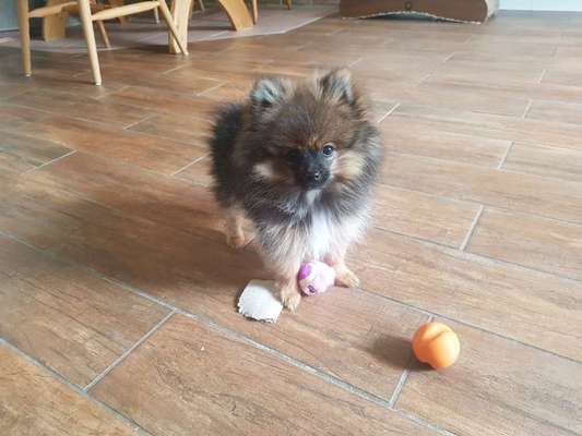 Welpen Bilder !-Beitrag-Bild