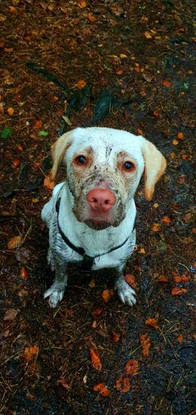 Dackelblick-Beitrag-Bild