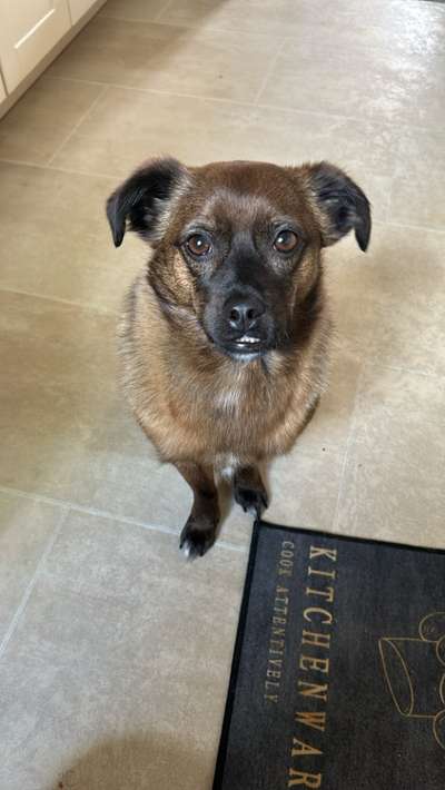 Wie kamst du zu deinem Hund?-Beitrag-Bild