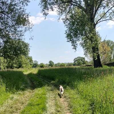 Hundetreffen-Hundebegegnungen üben/ Gassirunde-Bild