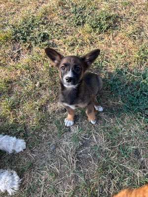 Hundetreffen-Regelmäßige Spaziergänge-Bild