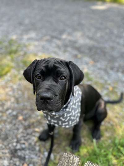 Hundetreffen-Cane corso Welpe sucht Freunde ☺️-Bild