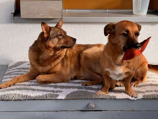 Gehören Hunde ins Restaurant?-Beitrag-Bild