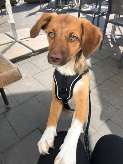 Mischlingshunde Foto Aufruf-Beitrag-Bild