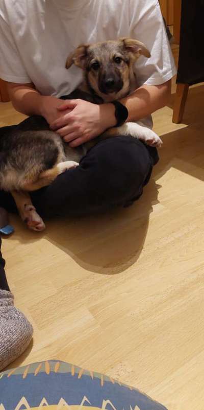 Hundetreffen-Luzie sucht Spielgefährten-Bild