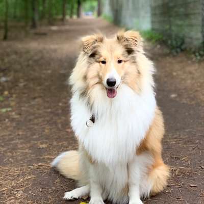 Hundetreffen-Hundetreffen in berlin :))