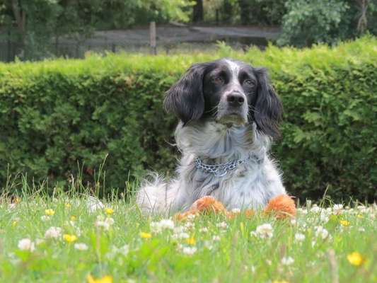 Die Dogorama Kalender Challenge Teil 3/4-Beitrag-Bild