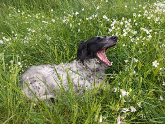 Die Dogorama Monats Challenge "Es grünt und blüht"-Beitrag-Bild